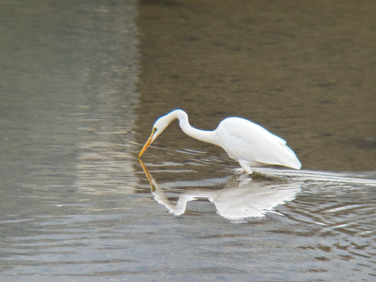 Great Egret - ML645302503