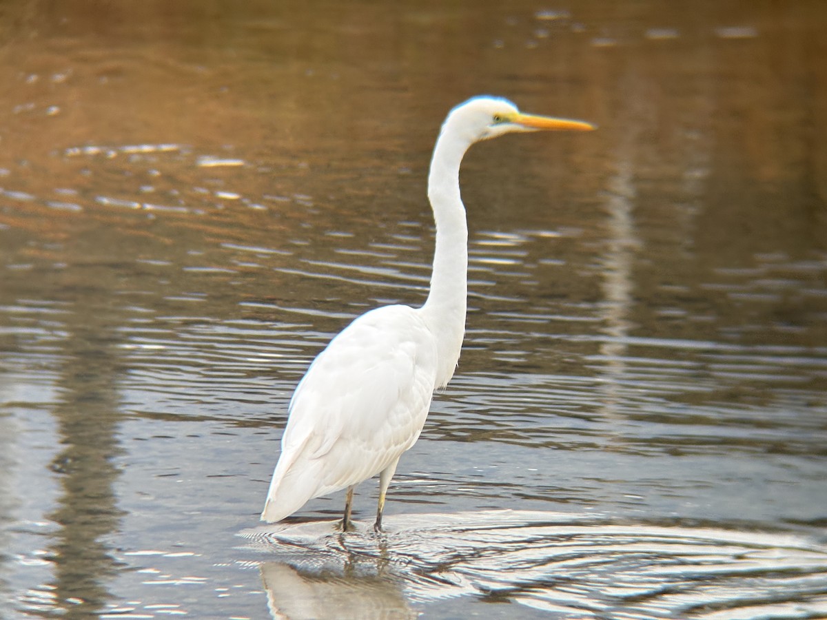 Great Egret - ML645302504