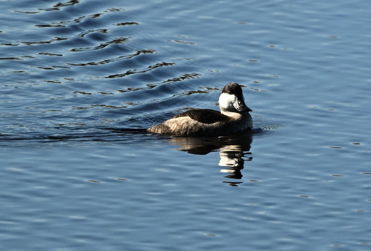 kobberand - ML645302517