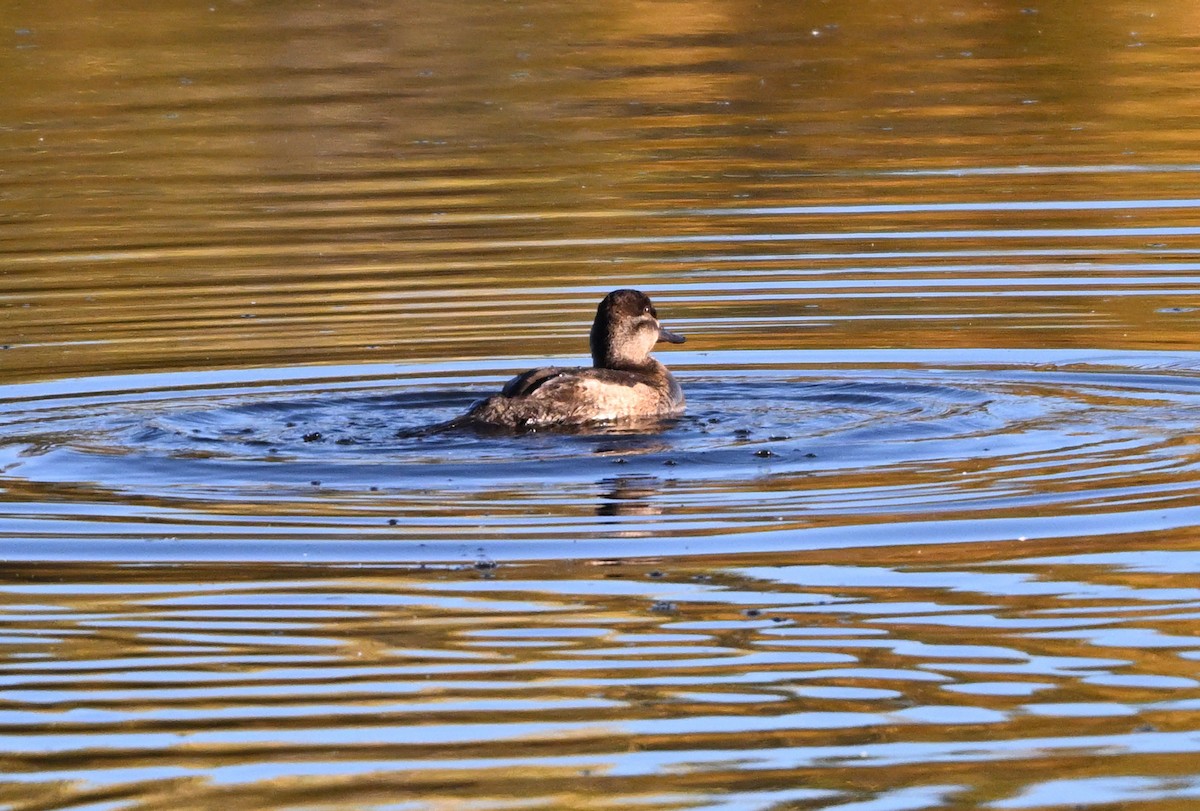 kobberand - ML645302527