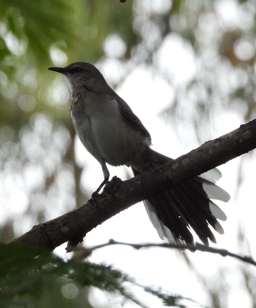 Tropikal Taklitçi - ML645302536