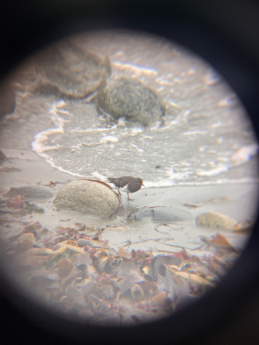 Black Turnstone - ML645302555