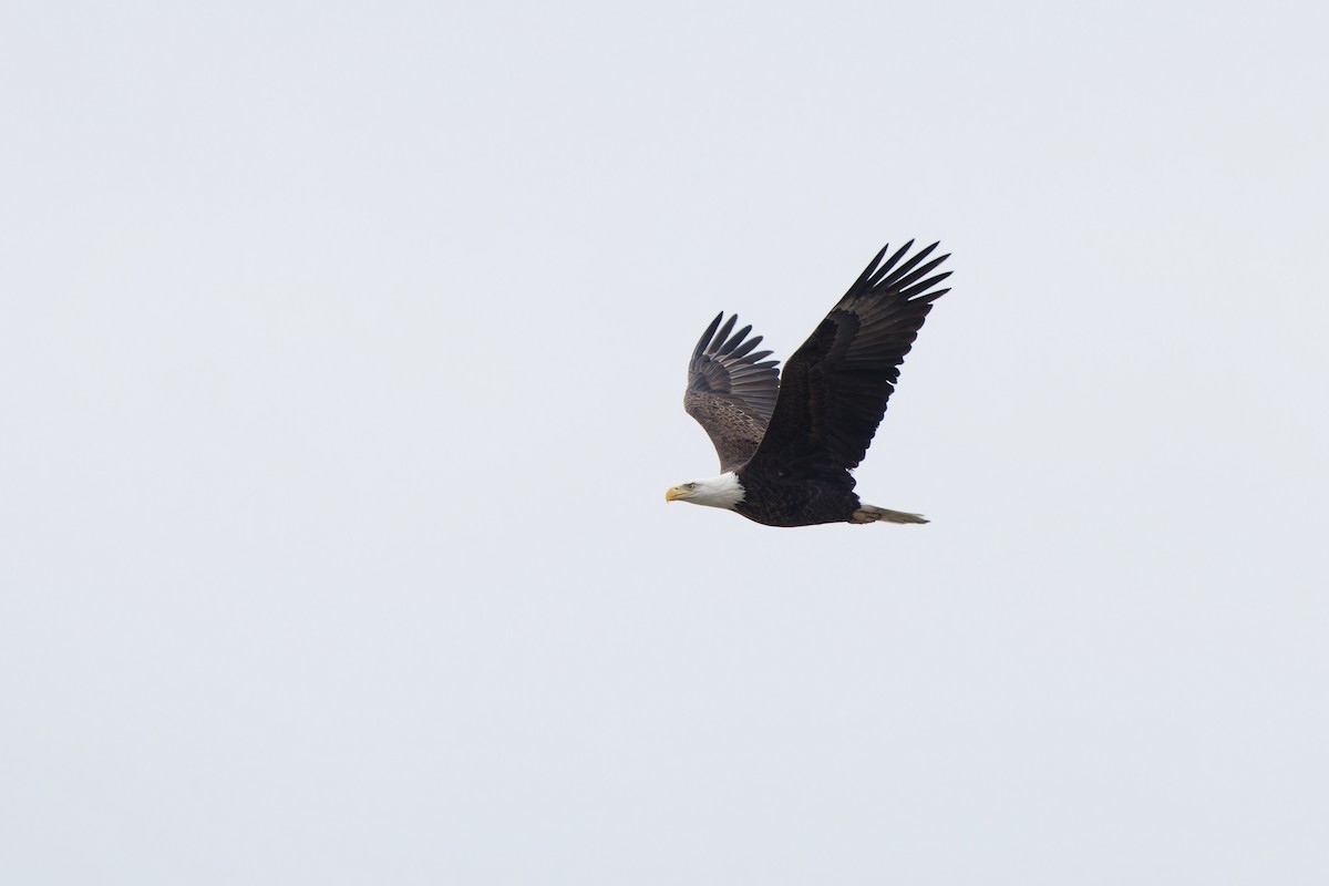 Bald Eagle - ML645302571