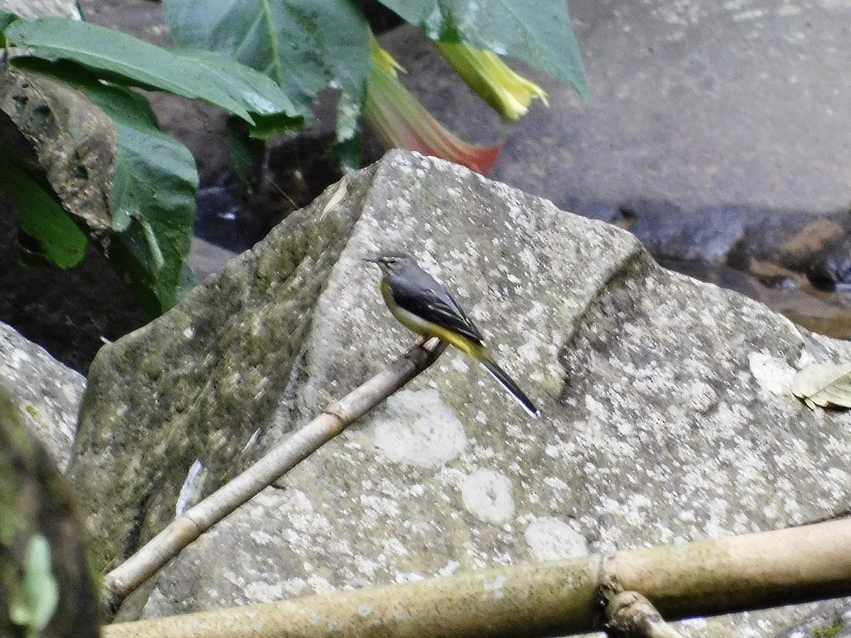 Gray Wagtail - ML645302576