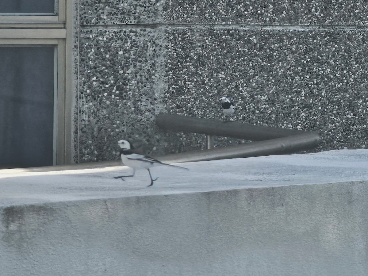 Lavandera Blanca (del Amur) - ML645302578