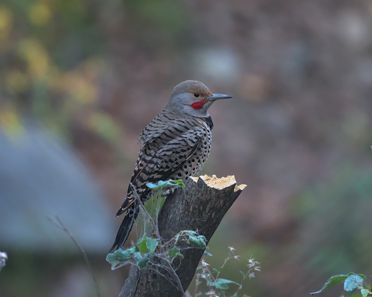 Northern Flicker - ML645302580