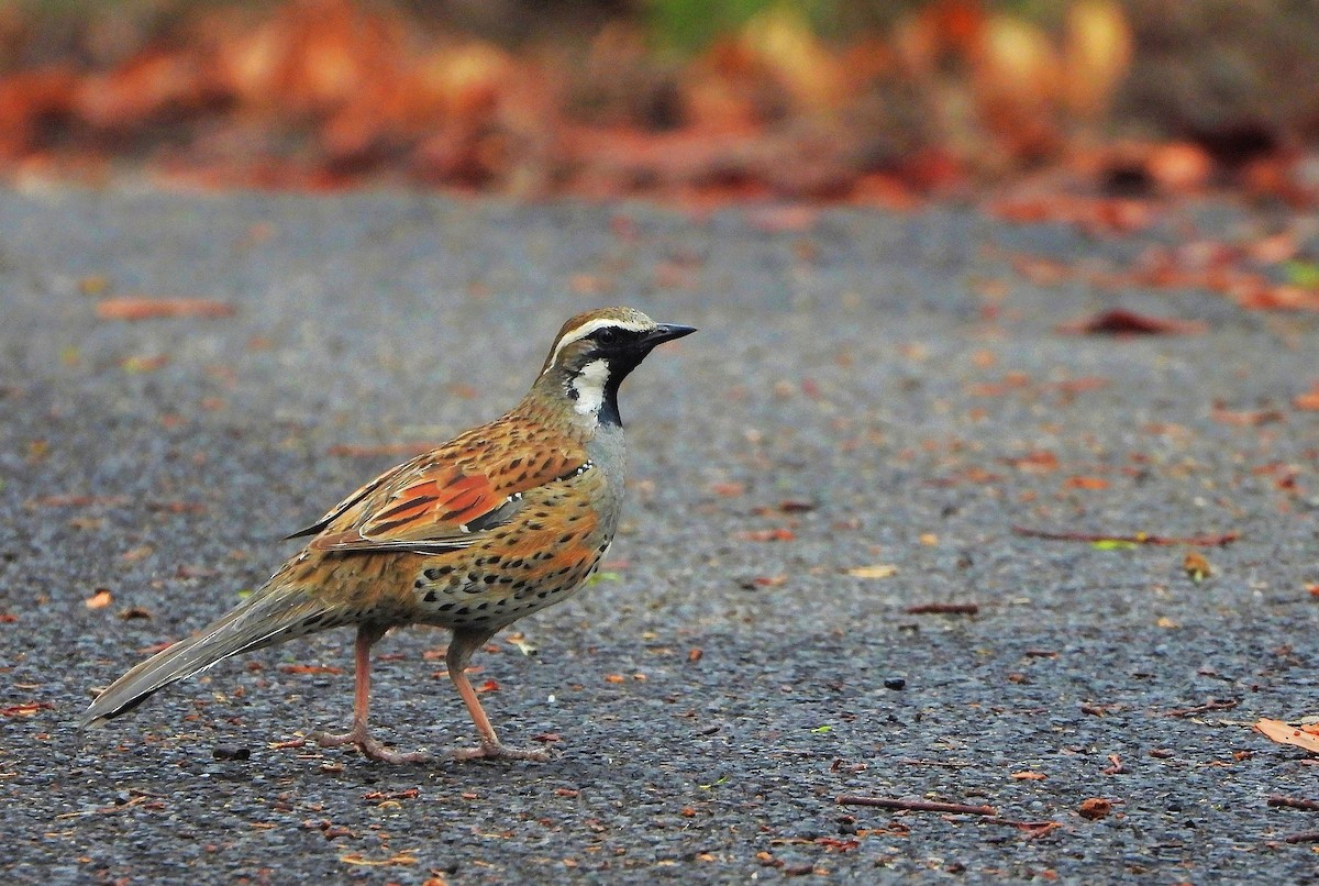 Spotted Quail-thrush - ML645302589