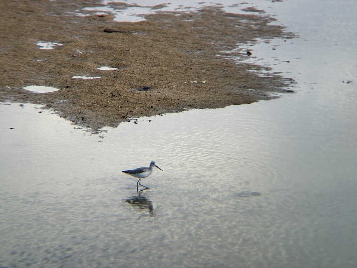 Common Greenshank - ML645302600