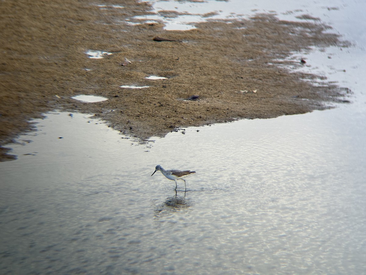 Common Greenshank - ML645302601