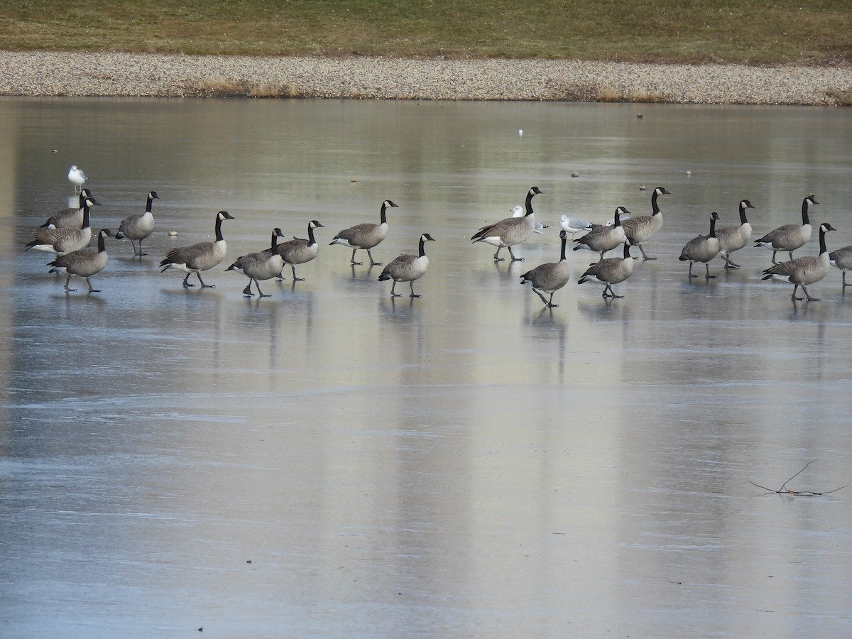 Barnacla Canadiense Grande - ML645302603