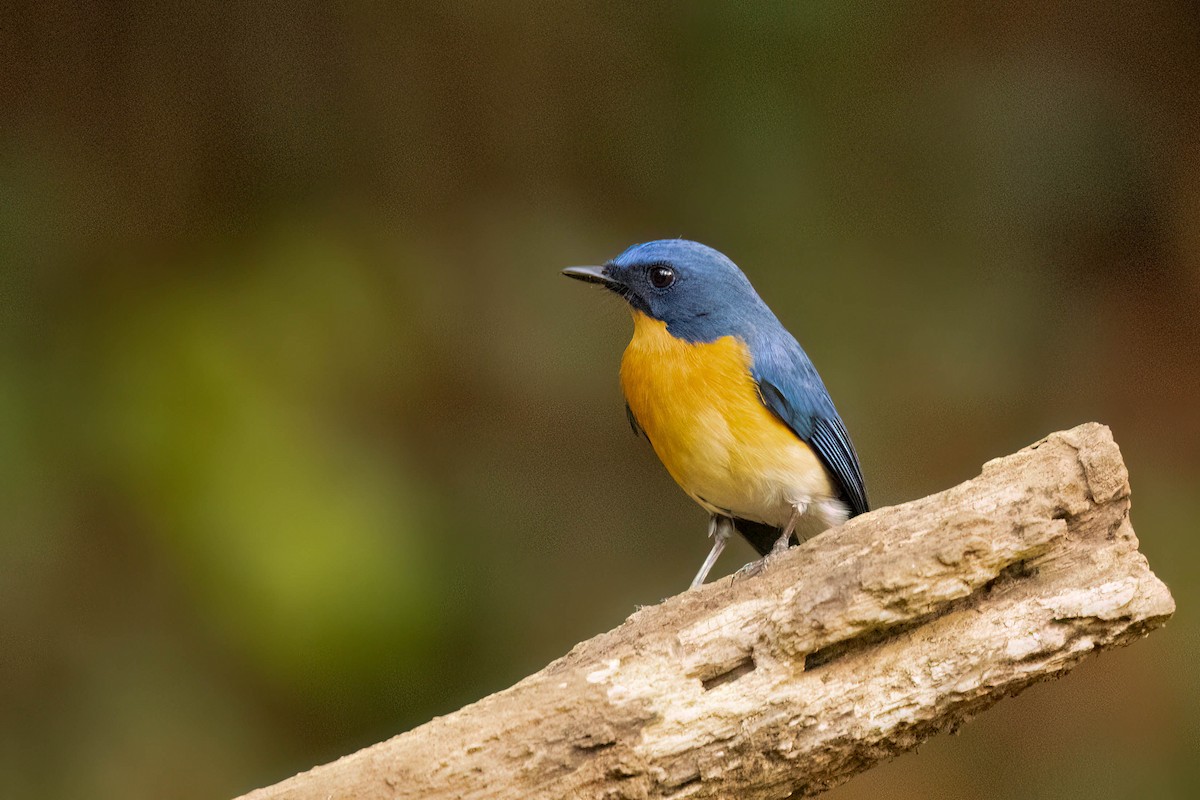 Tickell's Blue Flycatcher - ML645302606