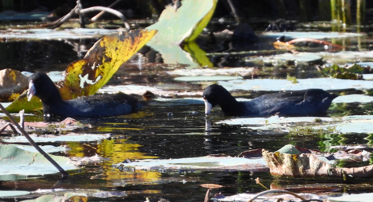 American Coot - ML645302613