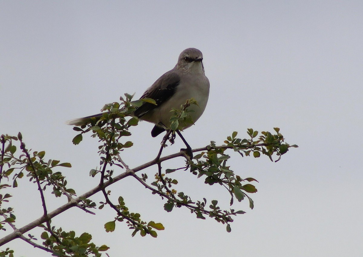 Tropikal Taklitçi (gracilis/leucophaeus) - ML645302614