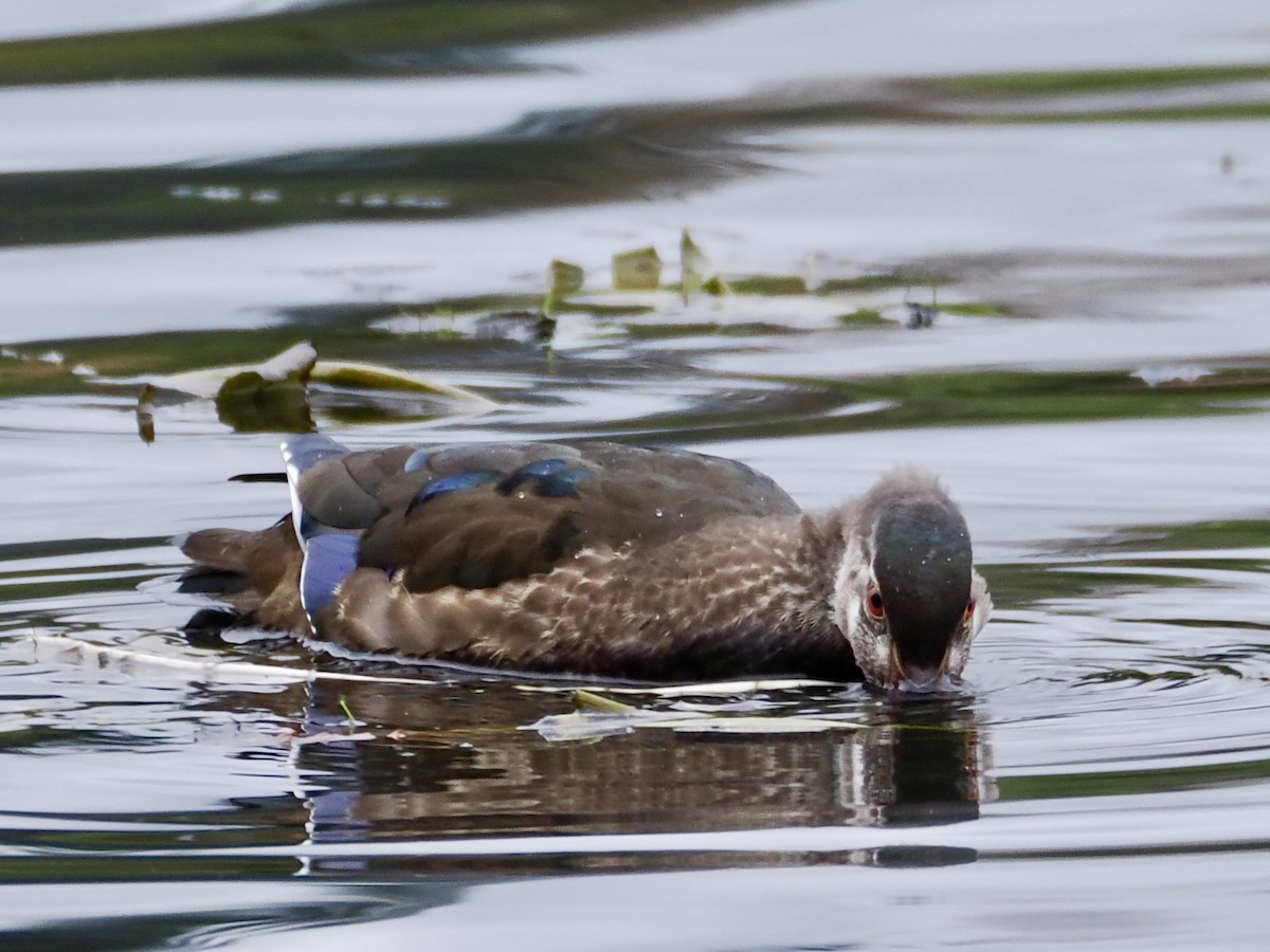 Wood Duck - ML645302615