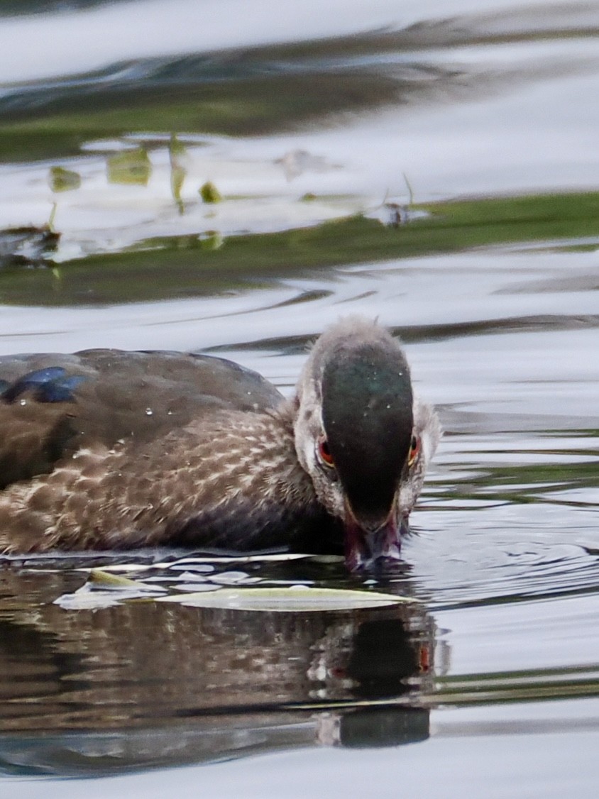 Wood Duck - ML645302616