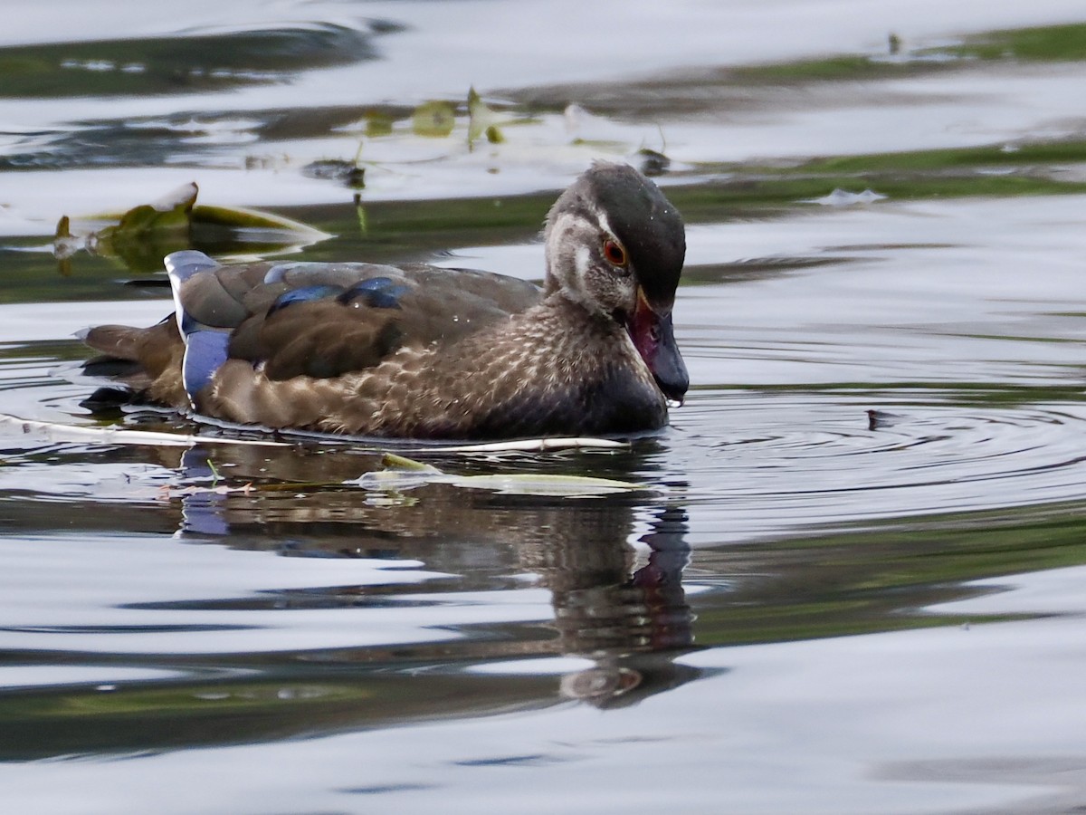 Wood Duck - ML645302617