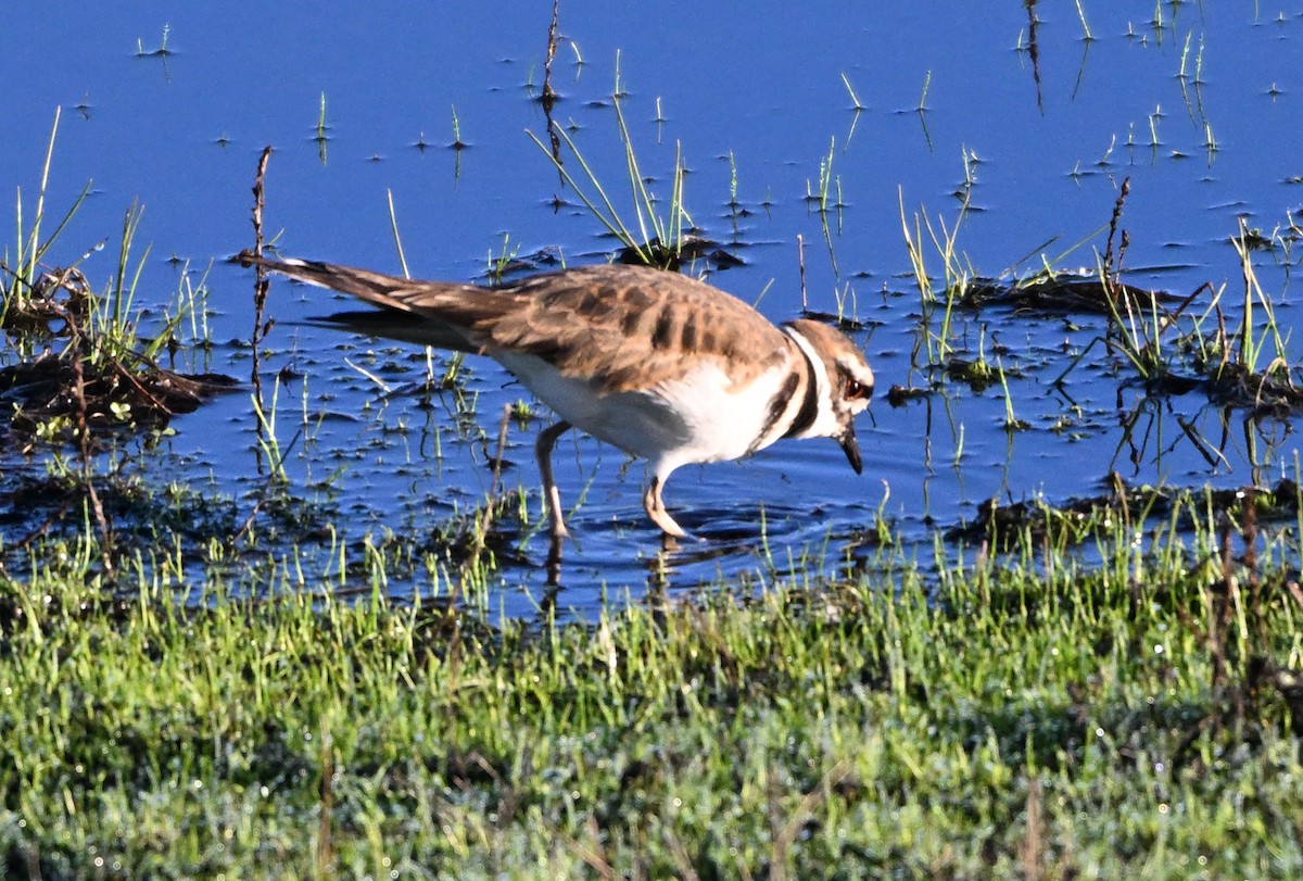 Killdeer - ML645302618