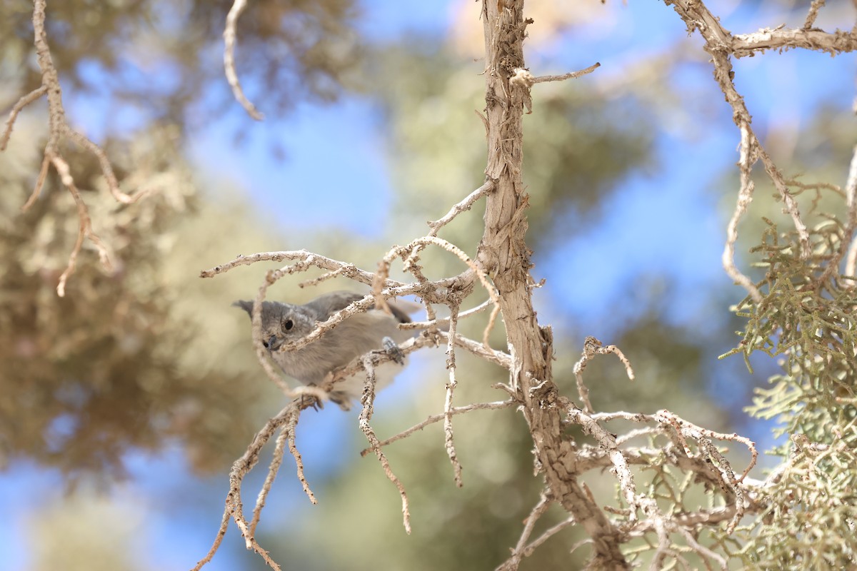 ヒガシハイエボシガラ - ML645302619