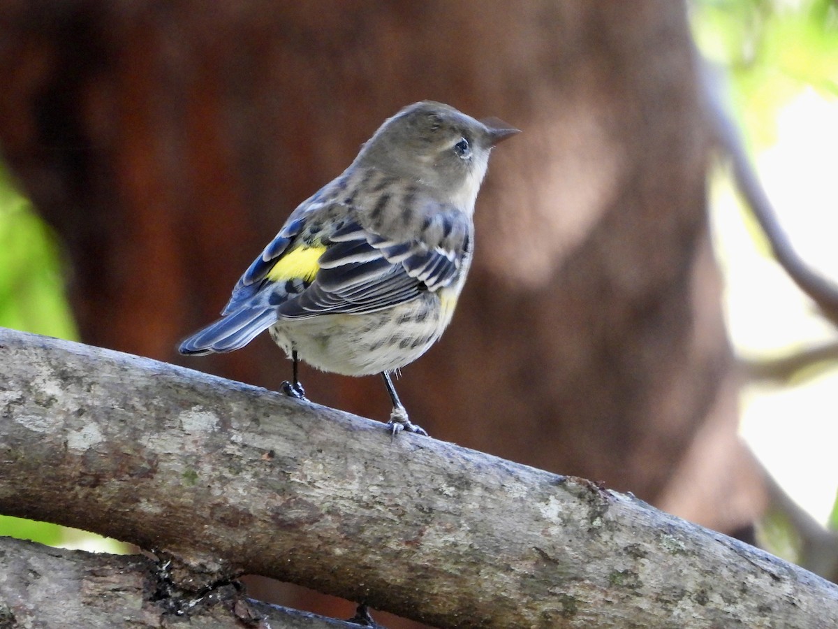 Yellow-rumped Warbler - ML645302620