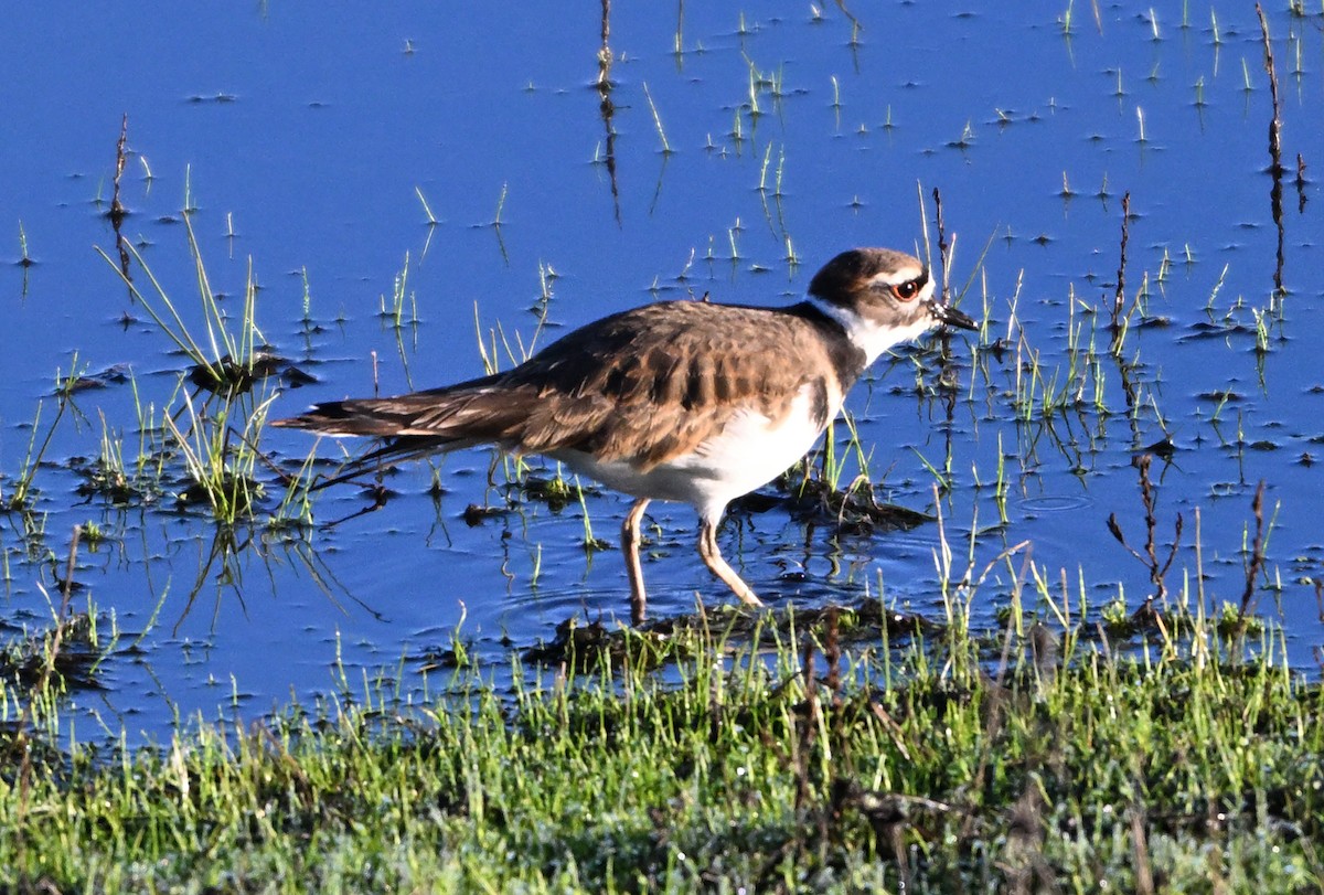 Killdeer - ML645302621