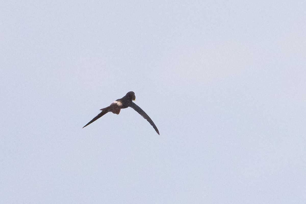 Moluccan Swiftlet - ML645302623
