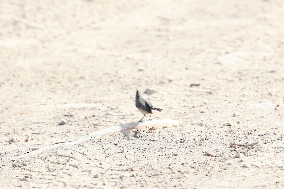 Juniper Titmouse - ML645302624