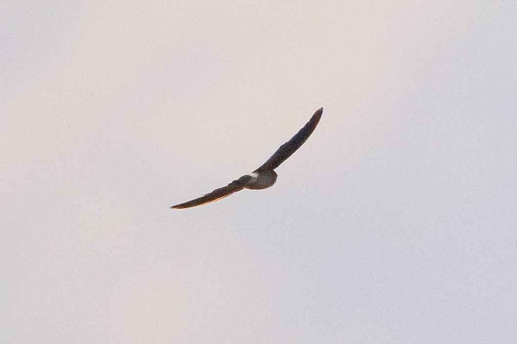 Moluccan Swiftlet - ML645302625