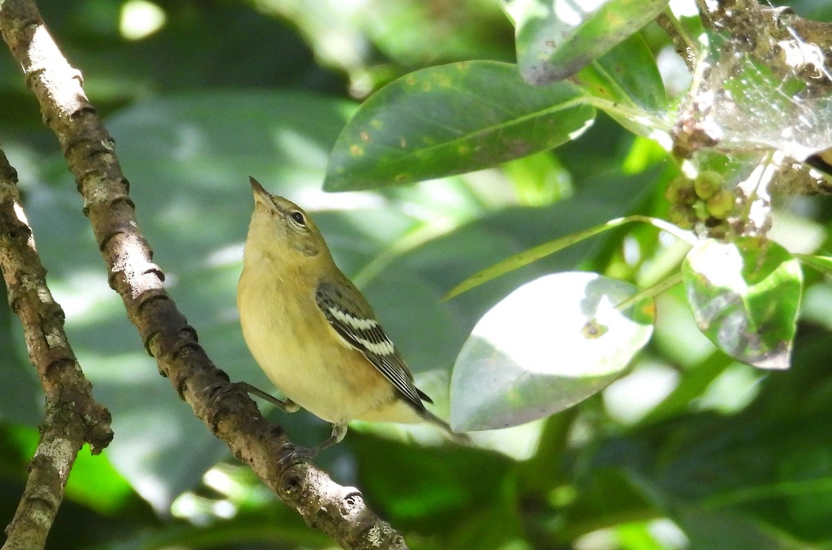 Пісняр-лісовик каштановий - ML645302628