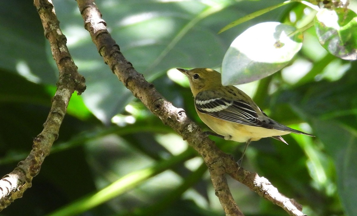 Пісняр-лісовик каштановий - ML645302629