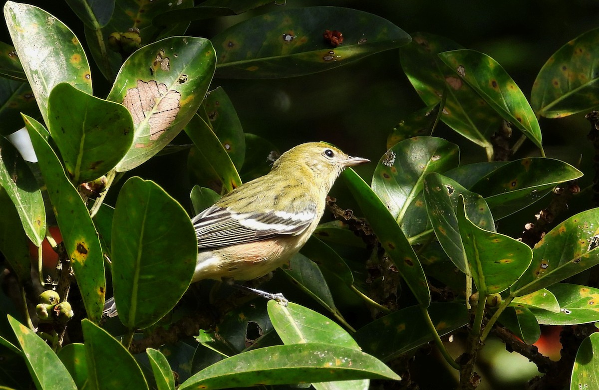 Пісняр-лісовик каштановий - ML645302630