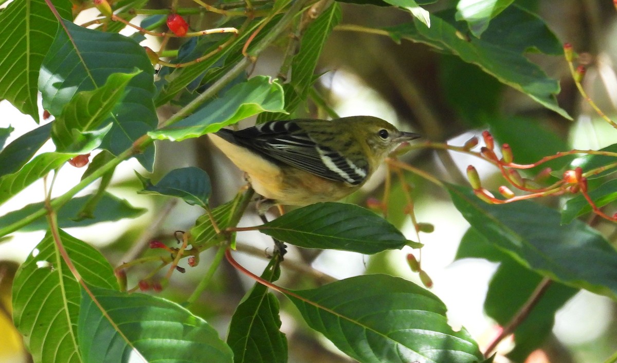 Пісняр-лісовик каштановий - ML645302631
