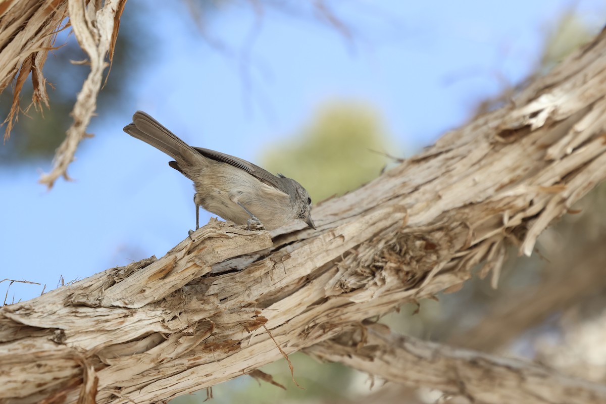 Juniper Titmouse - ML645302632