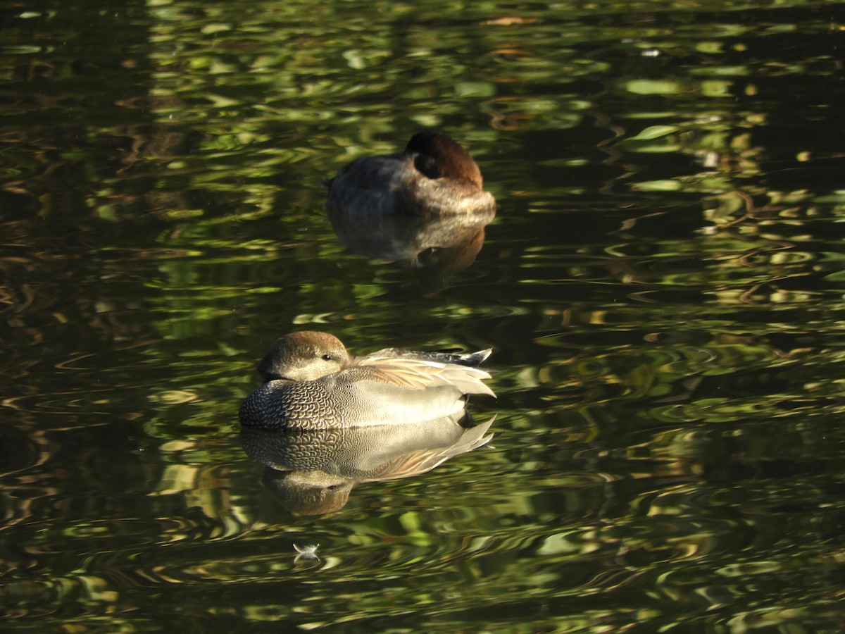 Нерозень - ML645302633