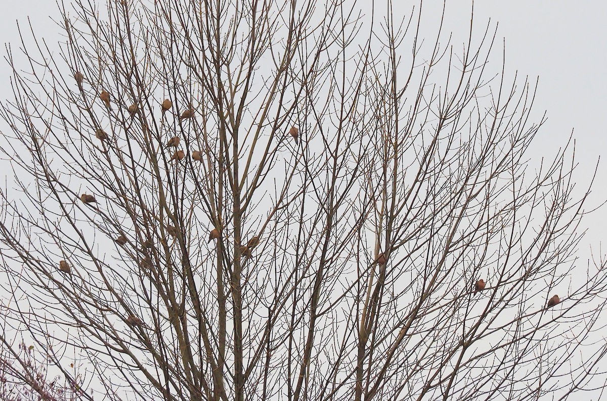 Mourning Dove - ML645302634