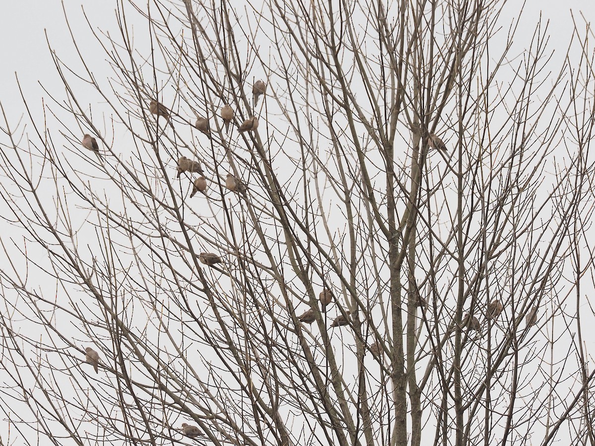 Mourning Dove - ML645302635