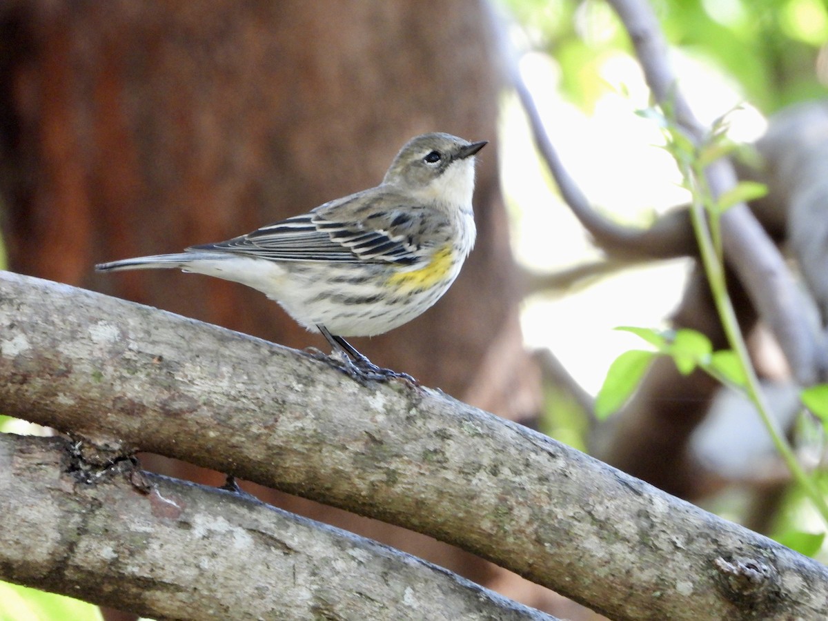 Yellow-rumped Warbler - ML645302636