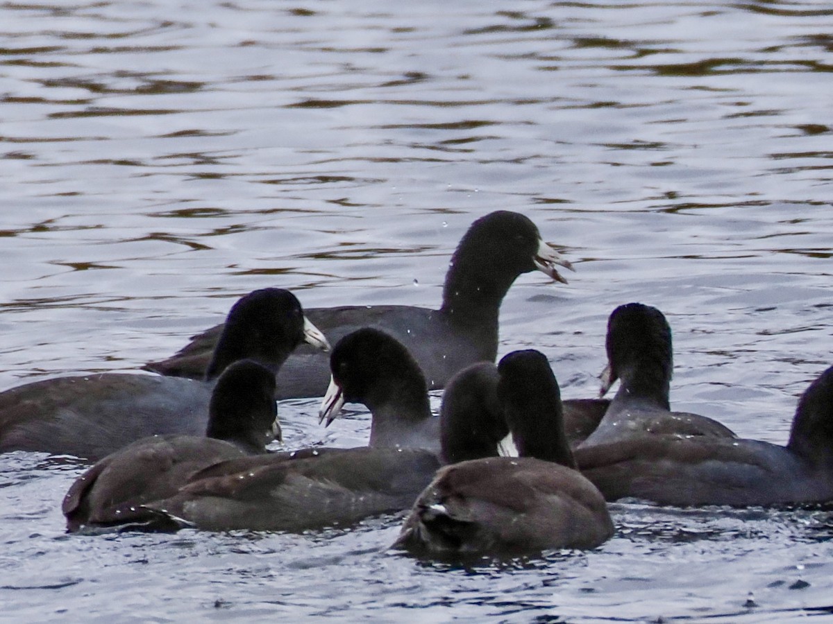 American Coot - ML645302637