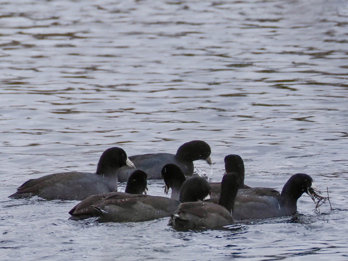 American Coot - ML645302638
