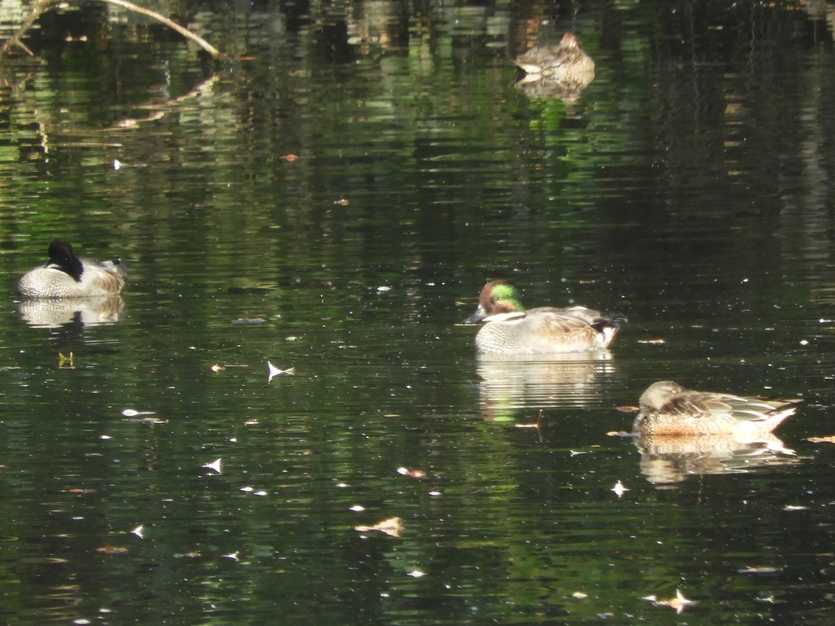 Falcated Duck - ML645302640