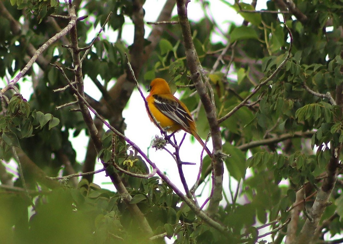 Orange Oriole - ML645302642