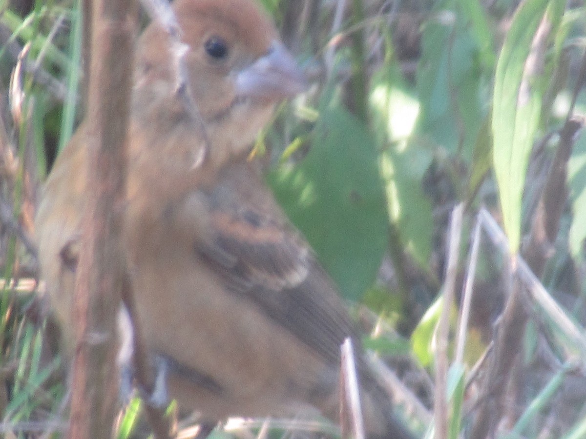 Blue Grosbeak - ML645302644