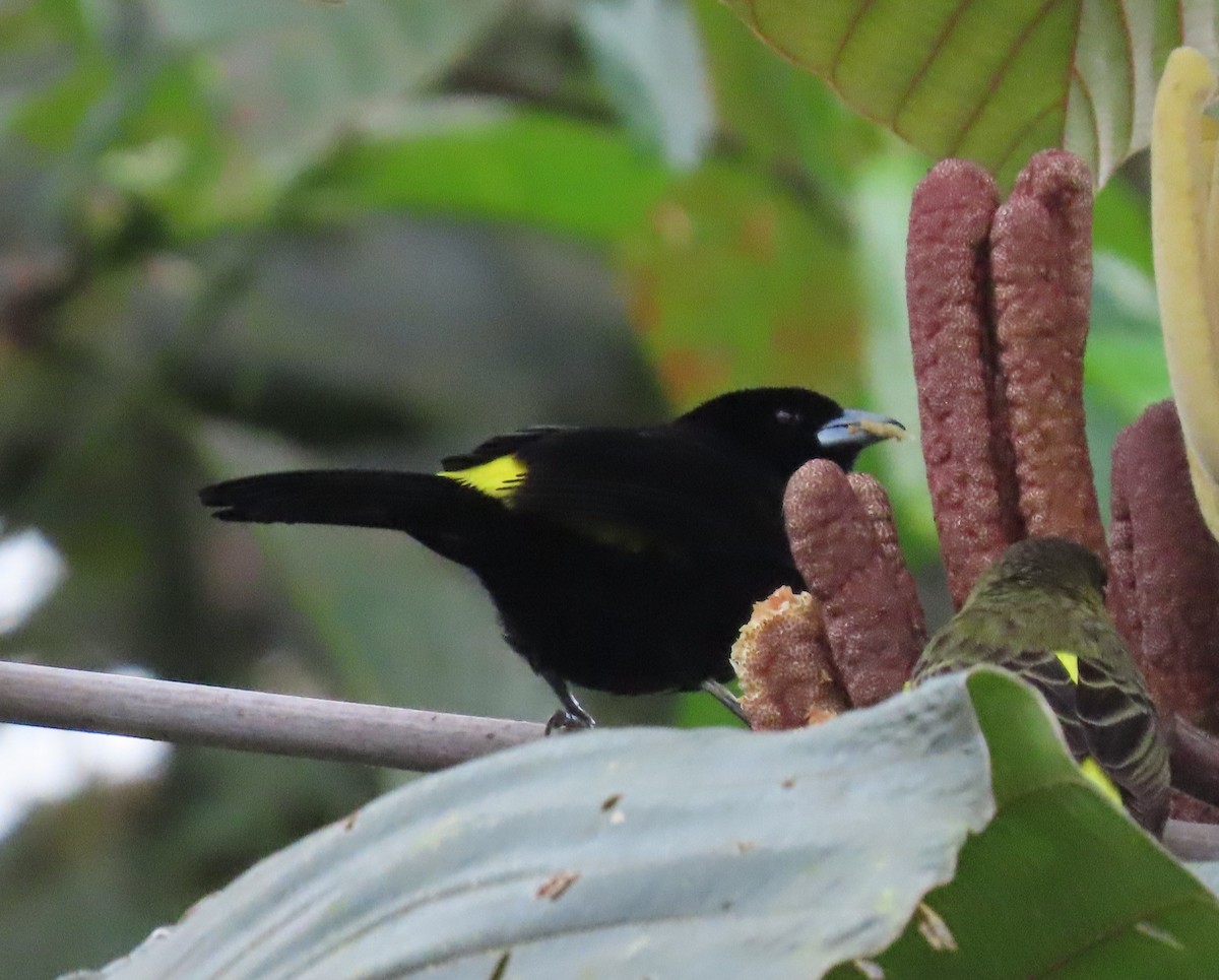 Flame-rumped Tanager - ML645302645