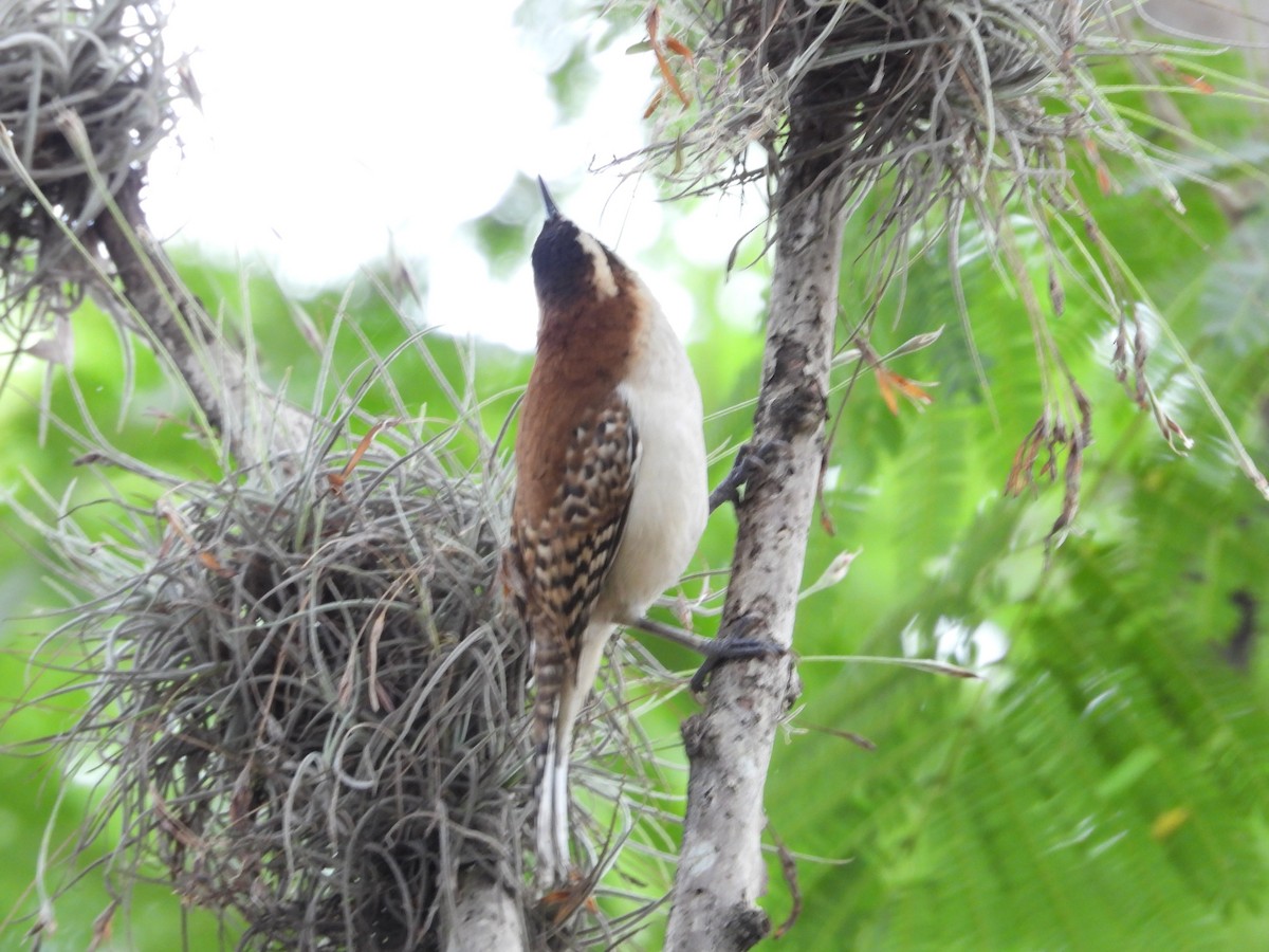 Rufous-backed Wren - ML645302648