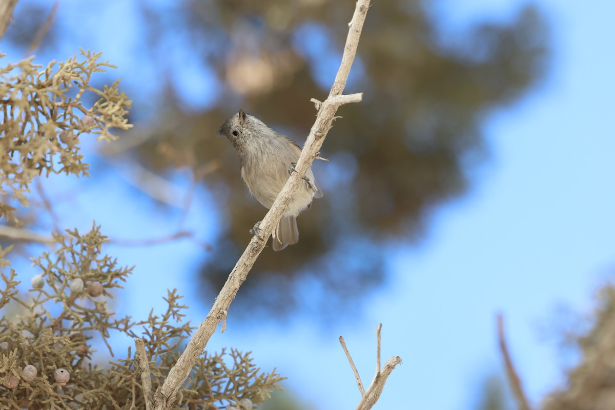 ヒガシハイエボシガラ - ML645302650