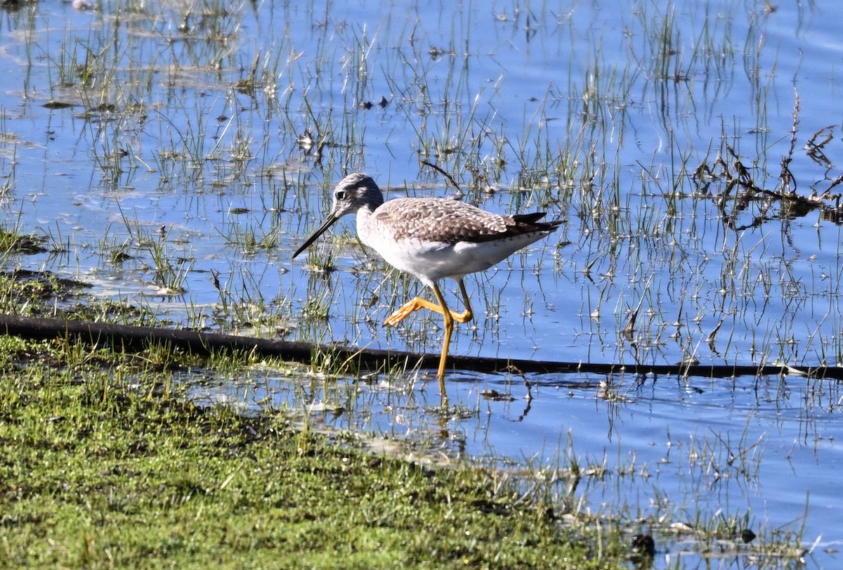 Greater Yellowlegs - ML645302653