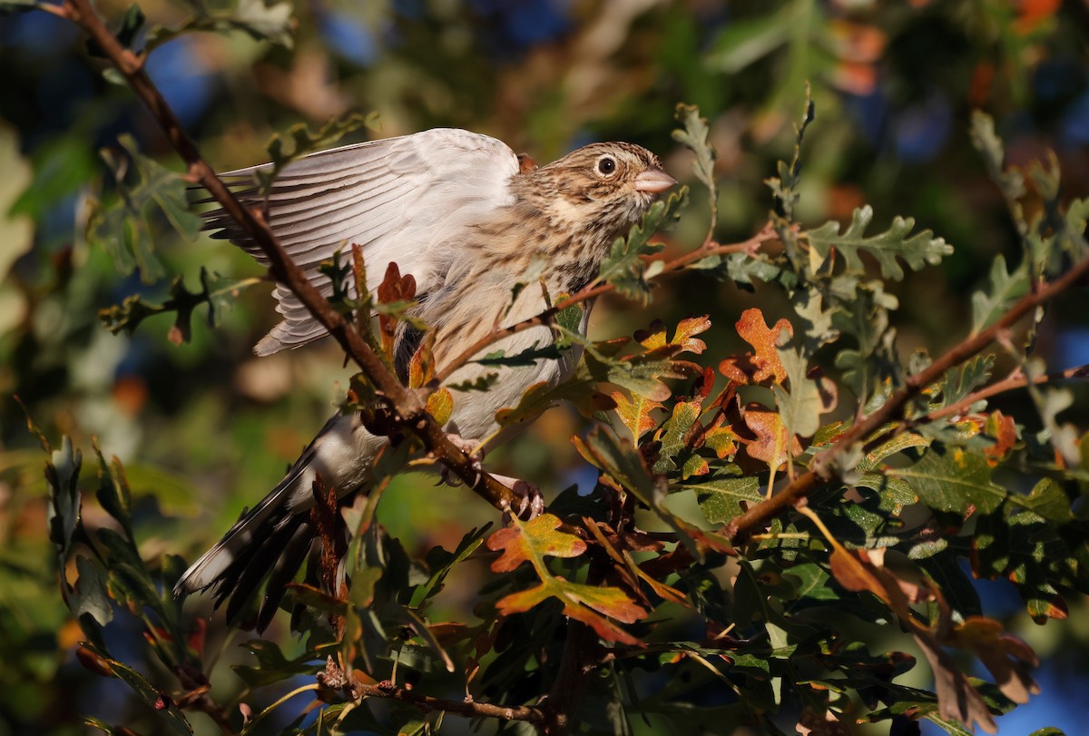 Vesper Sparrow - ML645302654