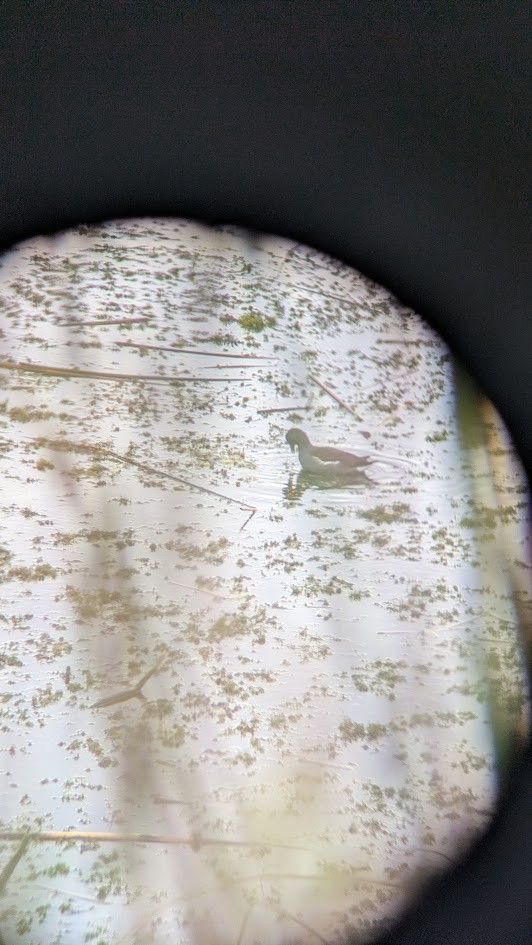 Gallinule d'Amérique - ML645302661