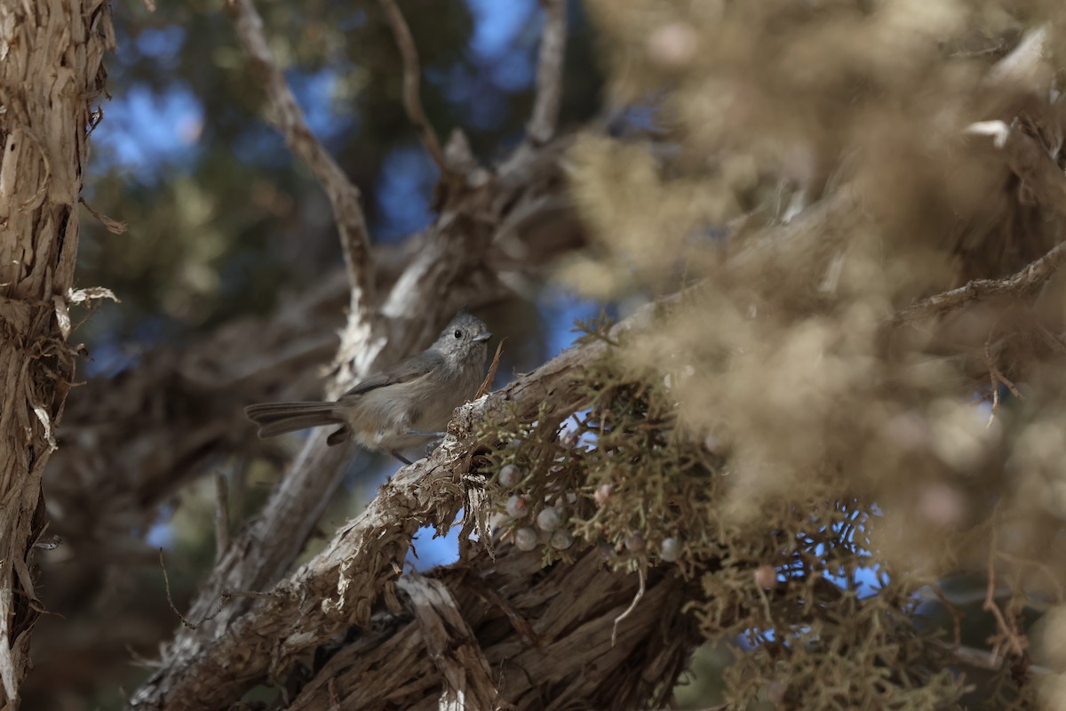 ヒガシハイエボシガラ - ML645302662