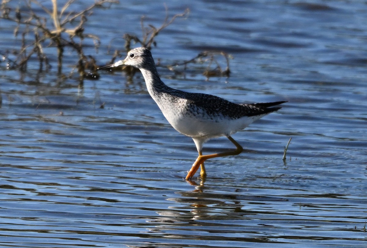 Greater Yellowlegs - ML645302669