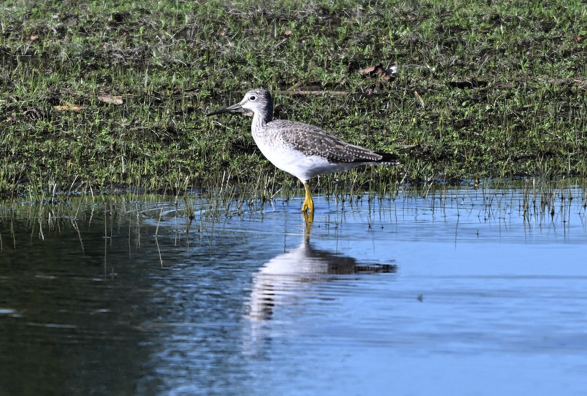 Greater Yellowlegs - ML645302673